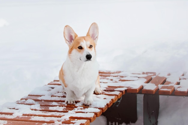 Cane Corgi nella neve. Cane in inverno. Cane in natura. Cane Corgi durante una passeggiata invernale