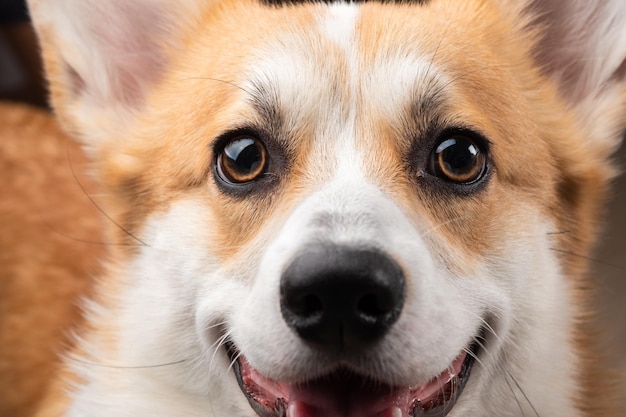 Cane corgi rosso e bianco che riposa su un sofà