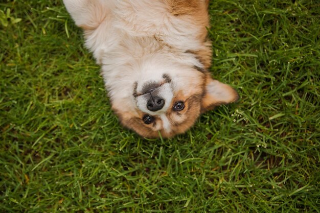 Cane Corgi sorridente e guardando la telecamera