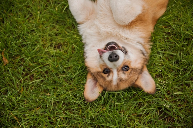 Cane Corgi sorridente e guardando la telecamera