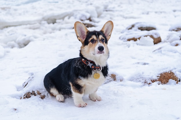 Cane Corgi su collinette di ghiaccio vicino al mare