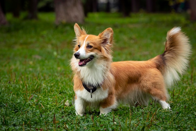 Cane Corgi su un campo verde. Avvicinamento..