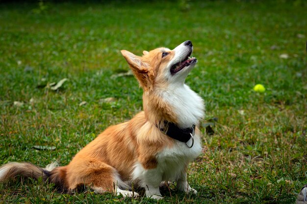 Cane Corgi su un campo verde. Avvicinamento..