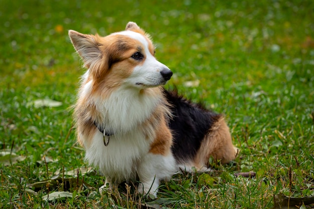 Cane Corgi su un campo verde. Avvicinamento..