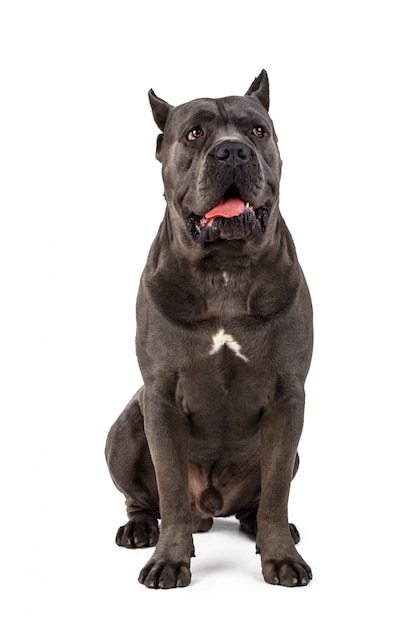 Cane Corso della canna su bianco