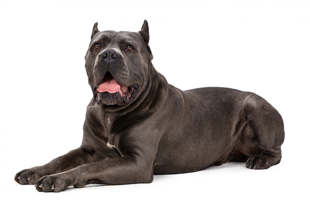 Cane Corso della canna su bianco