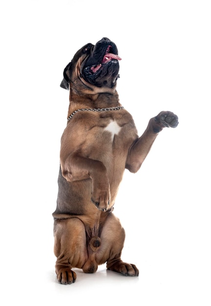 Cane corso in studio