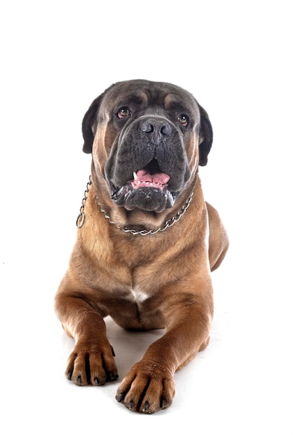 Cane corso in studio