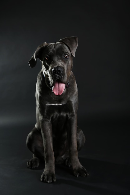 Cane corso italiano cane su sfondo nero