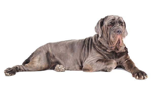 Cane corso italiano mastino su sfondo bianco