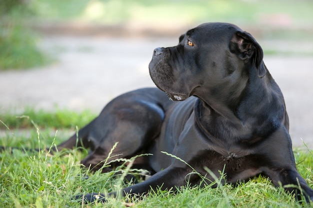 Cane Corso si trova sull'erba e custodisce con cura il cortile.