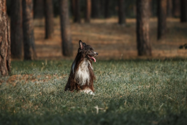 Cane crestato cinese dai capelli lunghi sulla passeggiata. Cane peloso. Cane a pelo lungo. Toelettatura del cane