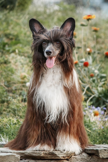 Cane crestato cinese dai capelli lunghi sulla passeggiata. Cane peloso. Cane a pelo lungo. Toelettatura del cane