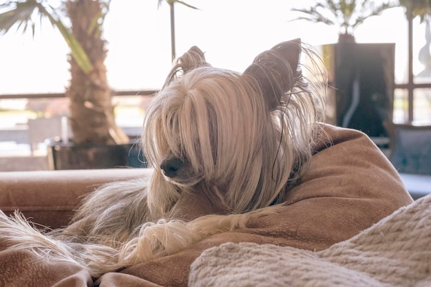 Cane crestato cinese sdraiato sul divano