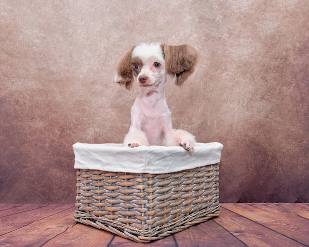 Cane crestato cinese su sfondo vintage in un cesto di rattan