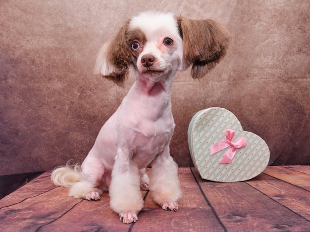 Cane crestato cinese sveglio. Dopo il taglio di capelli del toelettatore.