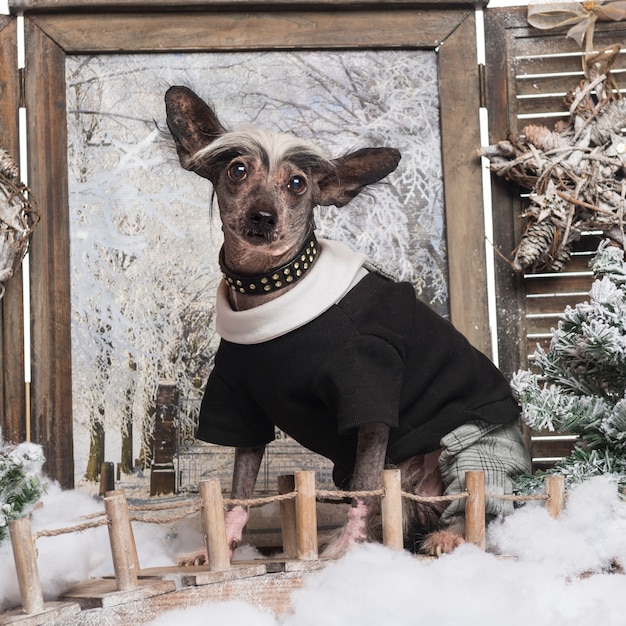 Cane crestato cinese vestito in uno scenario invernale