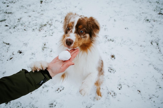 Cane curioso all'aperto in inverno