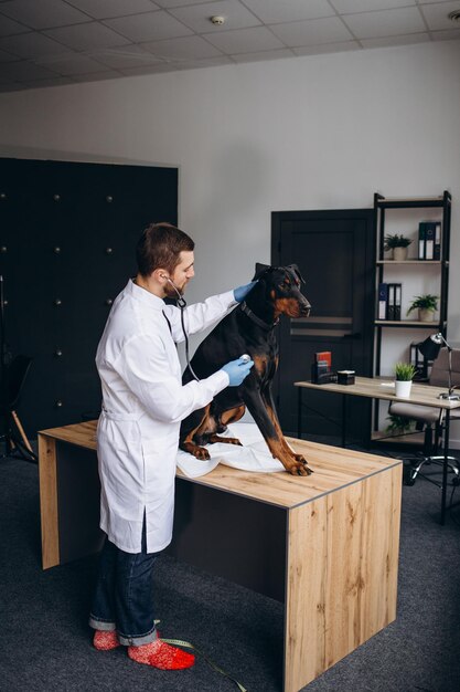 Cane d'ascolto veterinario con stetoscopio in clinica veterinaria