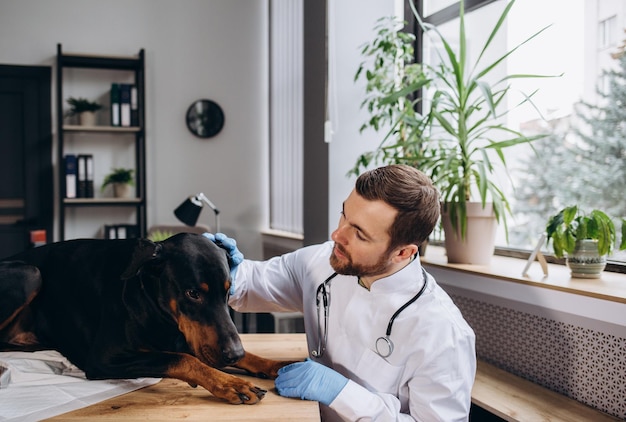 Cane d'ascolto veterinario con stetoscopio in clinica veterinaria