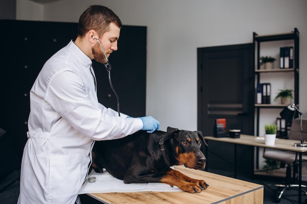 Cane d'ascolto veterinario con stetoscopio in clinica veterinaria