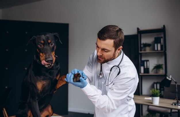 Cane d'esame veterinario giovane sul tavolo in clinica veterinaria Medicina animali da compagnia assistenza sanitaria e concetto di persone Cure veterinarie Doberman razza