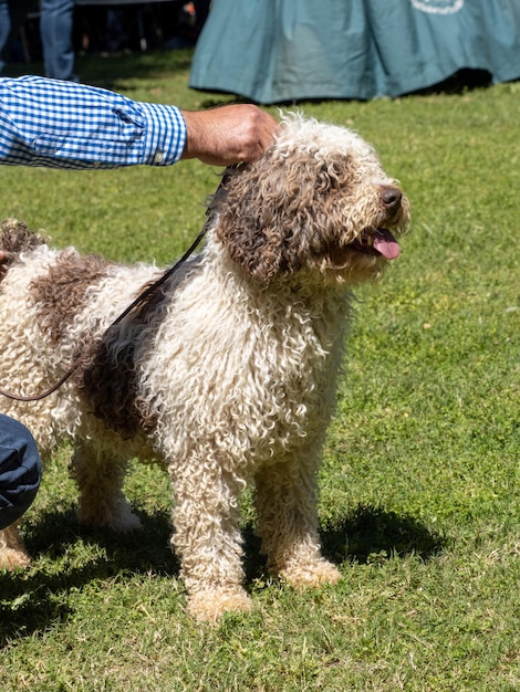 Cane da acqua spagnolo bianco e marrone in piedi con il suo proprietario sull'erba