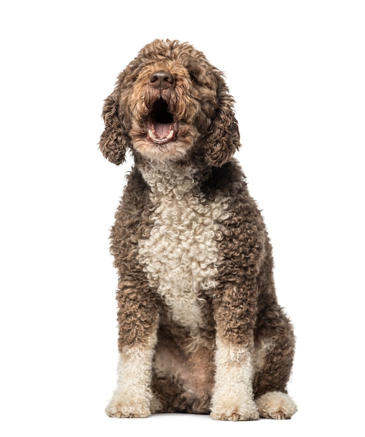 Cane da acqua spagnolo che abbaia davanti a un muro bianco