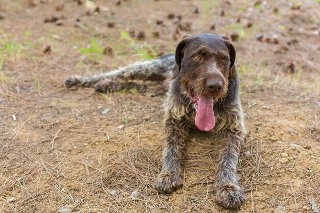 Cane da caccia che riposa sull'erba Cane da guardia tedesco da caccia drahthaar