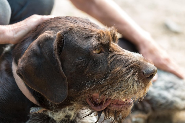 Cane da caccia che riposa sull'erba Cane da guardia tedesco da caccia drahthaar