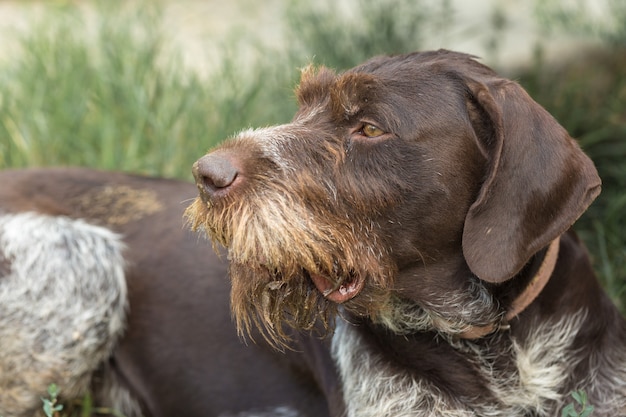 Cane da caccia che riposa sull'erba, cane da guardia tedesco da caccia drahthaar