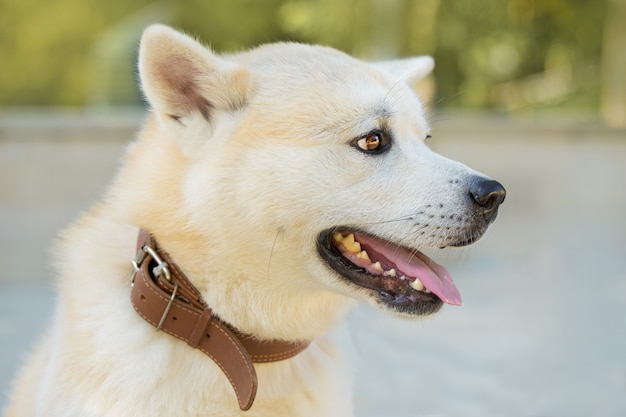 Cane da caccia giapponese di razza kisyu, bellissimo ritratto di un cane bianco da vicino