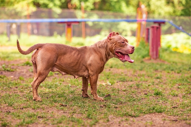 Cane da combattimento nel parco per una passeggiata, toro