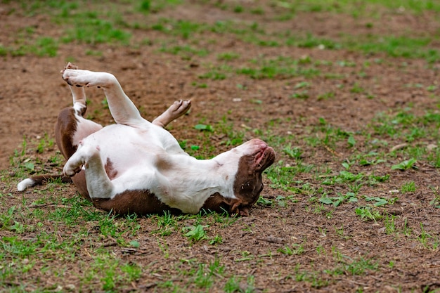 Cane da combattimento nel parco per una passeggiata, toro