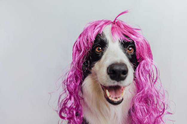 Cane da compagnia border collie che indossa una parrucca lilla riccia colorata isolata su sfondo bianco cucciolo divertente in p