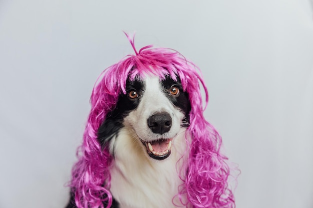 Cane da compagnia border collie che indossa una parrucca lilla riccia colorata isolata su sfondo bianco cucciolo divertente in parrucca rosa nel carnevale o festa di halloween muso emotivo dell'animale domestico Grooming barbiere parrucchiere concetto
