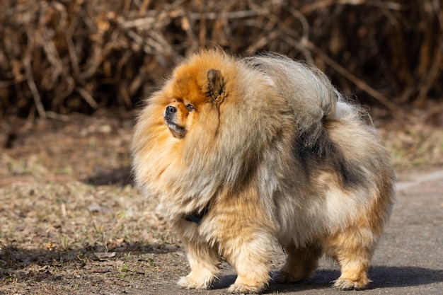 Cane da compagnia Chow Chow