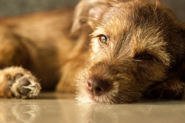 cane da compagnia pigro animale domestico vuole dormire