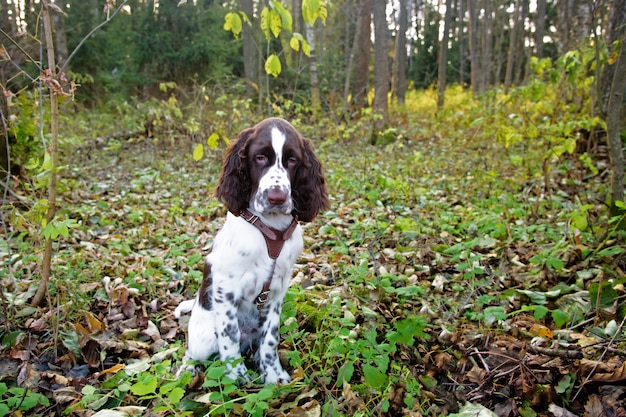 Cane da compagnia triste triste Springer Spaniel inglese seduto nel bosco.