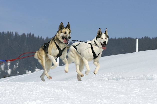 Cane da corsa nella neve