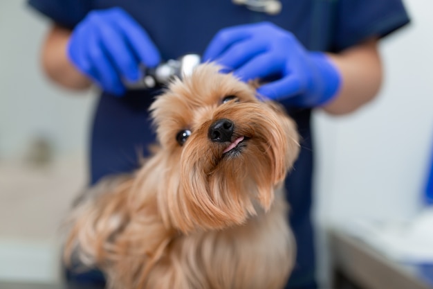 Cane da esame medico veterinario con otoscopio. Concetto di medicina per animali domestici. Visita veterinaria per cani