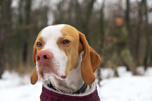 Cane da ferma nella caccia invernale. Freddo, neve. Snoop cerca la preda