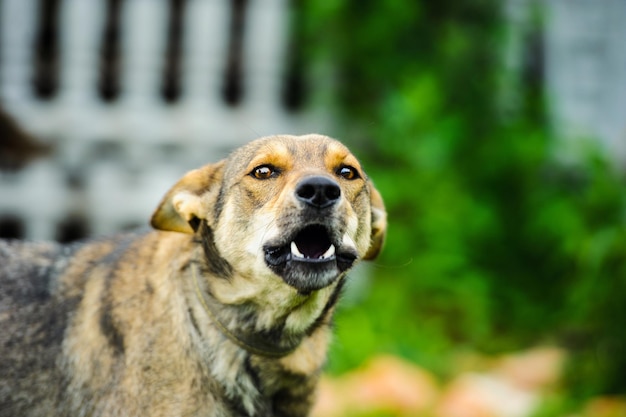 Cane da guardia arrabbiato