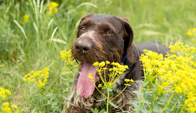Cane da guardia tedesco da caccia drahthaar, bellissimo ritratto di cane in estate
