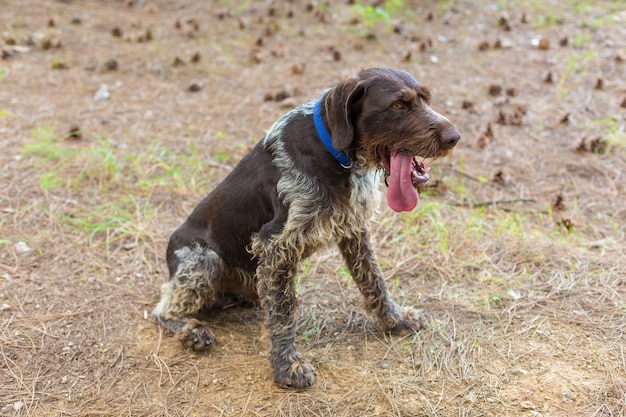 Cane da guardia tedesco da caccia drahthaar bellissimo ritratto di cane in estate