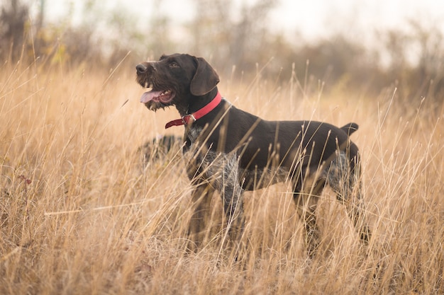 Cane da guardia tedesco di caccia in un campo