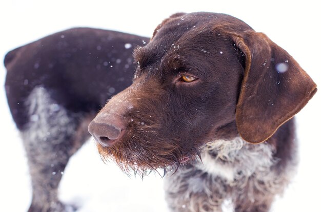 Cane da guardia tedesco per la caccia drahthaar Bellissimo ritratto di cane in inverno