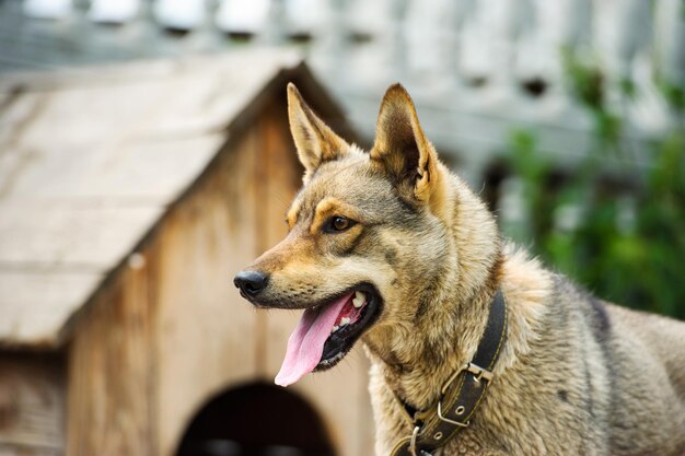 cane da guardia