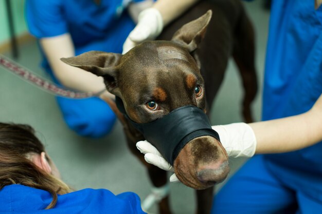 Cane da ispezione veterinario doberman