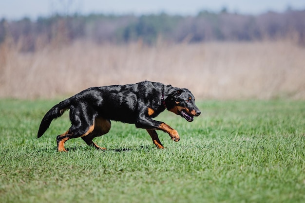 Cane da lavoro. Addestramento del cane. Polizia, cane da guardia